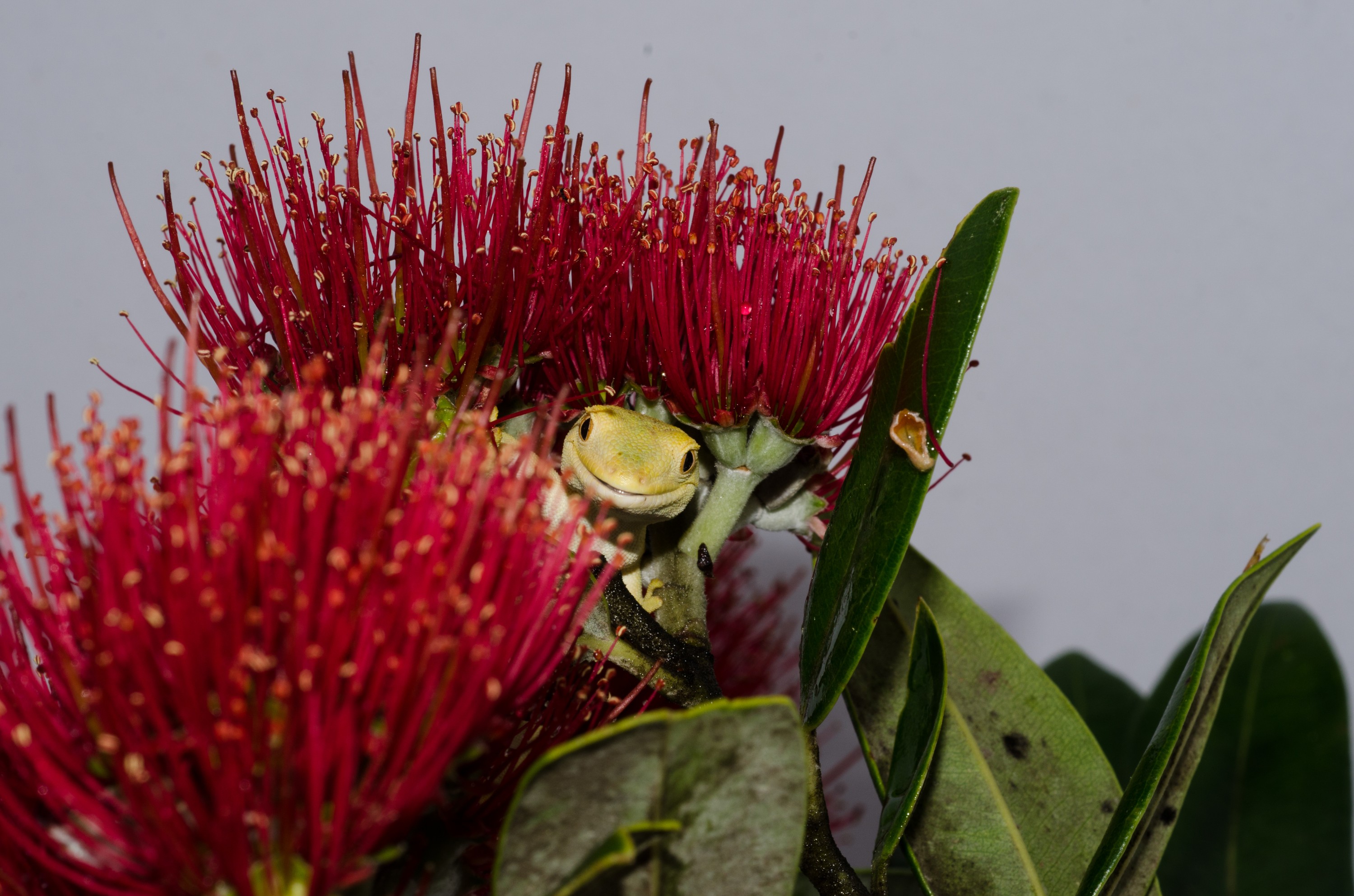 DSC_8117 – Auckland, green, gecko, Naultinus, elegans, elegans, lizard, crispin, nz, new, zealand, new zealand